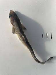 Image result for Squalus acanthias