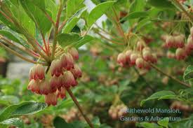 Attēlu rezultāti vaicājumam “Enkianthus campanulatus flower”