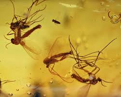 Attēlu rezultāti vaicājumam “Mycetophilidae”