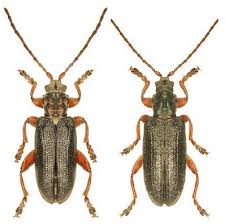 Attēlu rezultāti vaicājumam “Donacia dentata”