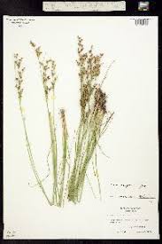 Attēlu rezultāti vaicājumam “Juncus compressus”