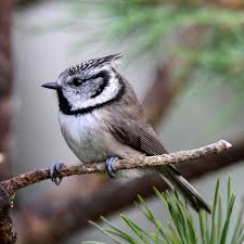 Attēlu rezultāti vaicājumam “Lophophanes cristatus adult”