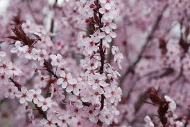 Attēlu rezultāti vaicājumam “Prunus cerasifera flower”