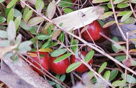 Attēlu rezultāti vaicājumam “Oxycoccus bud”