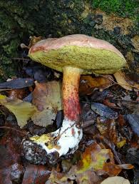 Attēlu rezultāti vaicājumam “Xerocomus chrysenteron”