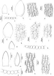 Attēlu rezultāti vaicājumam “Sphagnum platyphyllum”
