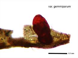 Attēlu rezultāti vaicājumam “Oxystegus tenuirostris”