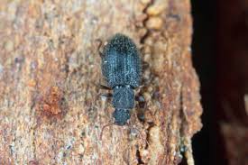 Attēlu rezultāti vaicājumam “Latridiidae”