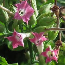 Attēlu rezultāti vaicājumam “Nicotiana tabacum flower”