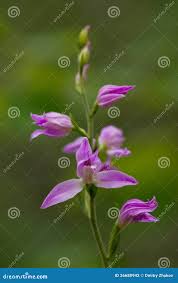 Attēlu rezultāti vaicājumam “Cephalanthera rubra bud”