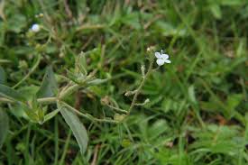 Attēlu rezultāti vaicājumam “Veronica scutellata”