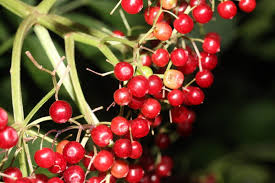 Attēlu rezultāti vaicājumam “Adoxaceae”