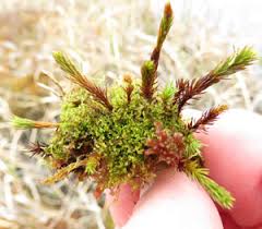 Attēlu rezultāti vaicājumam “Serpoleskea subtilis sporophyte”