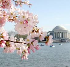 Image result for "cherry blossom" washington