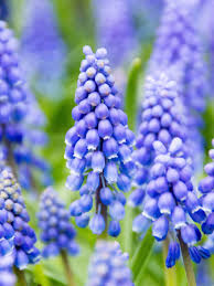 Attēlu rezultāti vaicājumam “Muscari armeniacum flower”