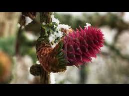Attēlu rezultāti vaicājumam “Larix kaempferi female flower”