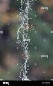 Attēlu rezultāti vaicājumam “Usnea filipendula”