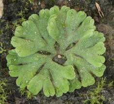 Attēlu rezultāti vaicājumam “Riccia rhenana”