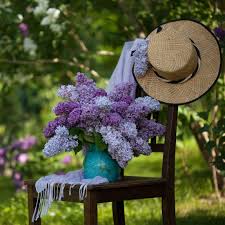 Image result for flieder