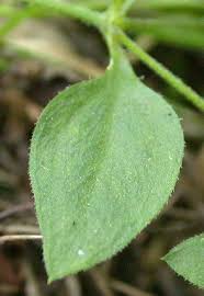 Attēlu rezultāti vaicājumam “Moehringia trinervia leaf”