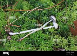 Attēlu rezultāti vaicājumam “Protostropharia alcis”