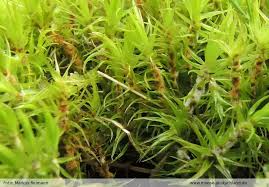 Attēlu rezultāti vaicājumam “Dicranum bonjeanii”