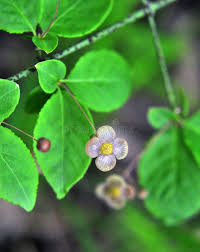 Attēlu rezultāti vaicājumam “Euonymus verrucosus”