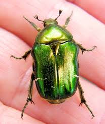 Attēlu rezultāti vaicājumam “Cetonia aurata”