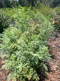 Image result for Ruta graveolens