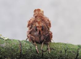 Attēlu rezultāti vaicājumam “Ptilodon capucina imago”