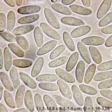 Attēlu rezultāti vaicājumam “Myriosclerotinia scirpicola”