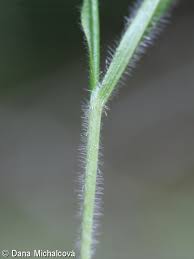 Attēlu rezultāti vaicājumam “Brachypodium sylvaticum leaf”
