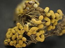 Attēlu rezultāti vaicājumam “Physarum bryocorticola macro”