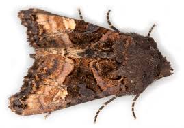 Attēlu rezultāti vaicājumam “Euplexia lucipara”