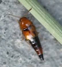 Attēlu rezultāti vaicājumam “Tachyporus sp.”
