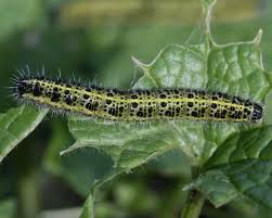 Attēlu rezultāti vaicājumam “Pieris brassicae”