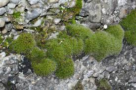 Attēlu rezultāti vaicājumam “Syntrichia”