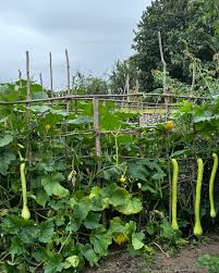 Image result for tromboncino