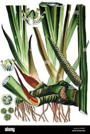 Attēlu rezultāti vaicājumam “Acorus calamus”