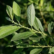 Attēlu rezultāti vaicājumam “Salix cinerea leaf”