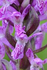 Attēlu rezultāti vaicājumam “Dactylorhiza cruenta”