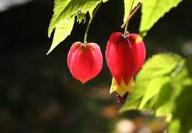 Image result for Tanacetum parthenium 'Tetraweiss'