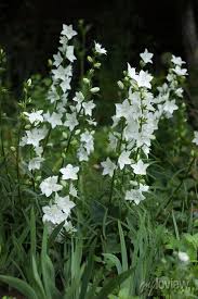 Attēlu rezultāti vaicājumam “Campanula persicifolia bud”