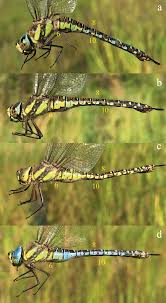 Attēlu rezultāti vaicājumam “Aeshna mixta female”