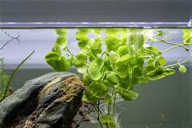 Attēlu rezultāti vaicājumam “Sphacelotheca hydropiperis”