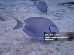 Image result for Acanthurus chirurgus