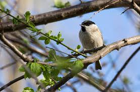 Attēlu rezultāti vaicājumam “Poecile palustris adult”
