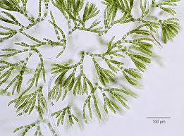 Attēlu rezultāti vaicājumam “Chaetophora pisiformis”