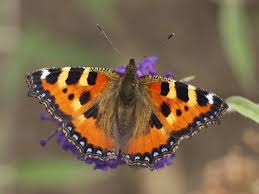 Attēlu rezultāti vaicājumam “Aglais urticae underside”