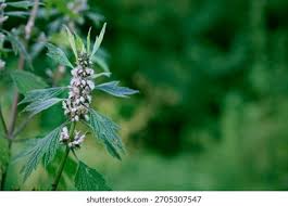 Attēlu rezultāti vaicājumam “Leonurus cardiaca leaf”